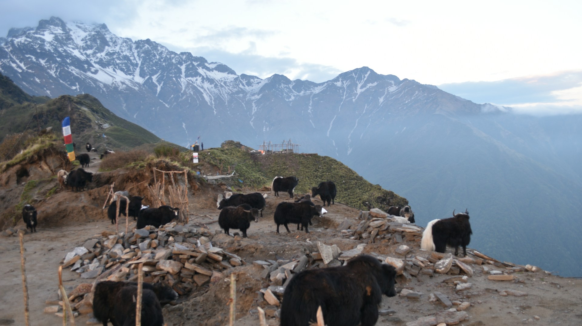 Yaks Grazing on Mardi Himal Trails