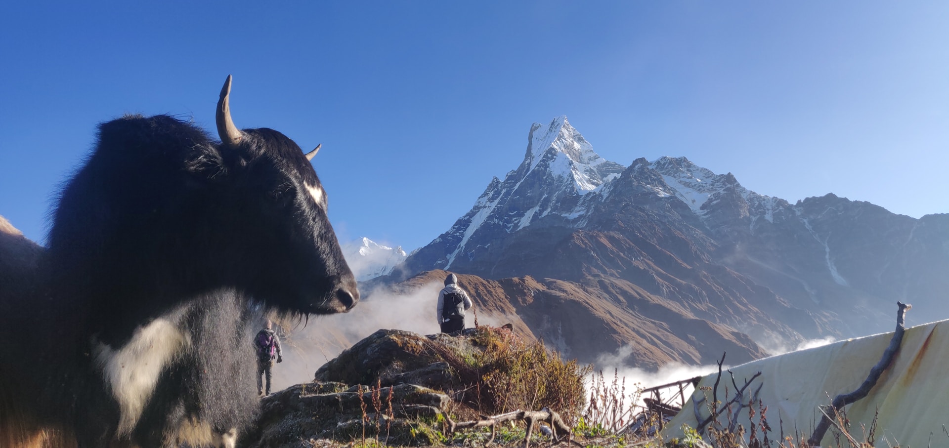 Yak in the Himalayan Beauty