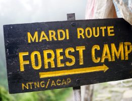 Forest Camp (Kokar)